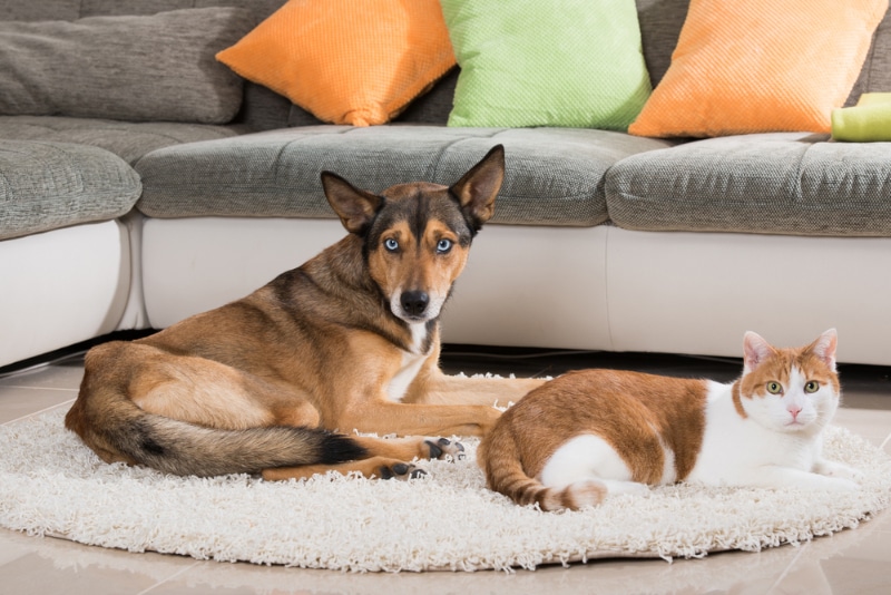 cat and dog lying on the carpet in the living room