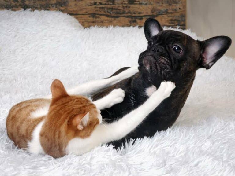 Why Does My Cat Hate My Dog? Possible Reasons & VetApproved Tips Dogster