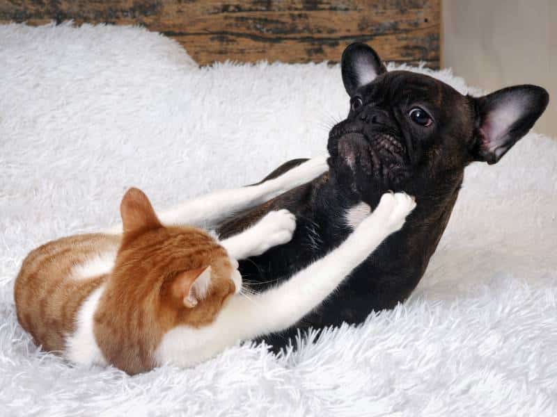 cat playing with black dog