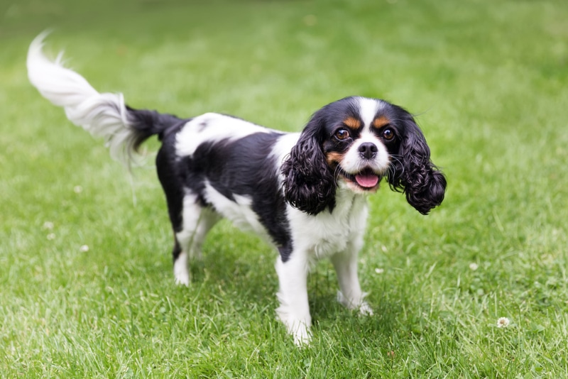 cavalier king charles spaniel dog standing on grass