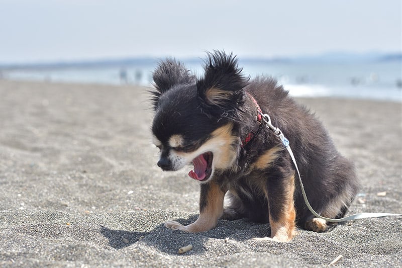 chihuahua dog at the beach sneezing