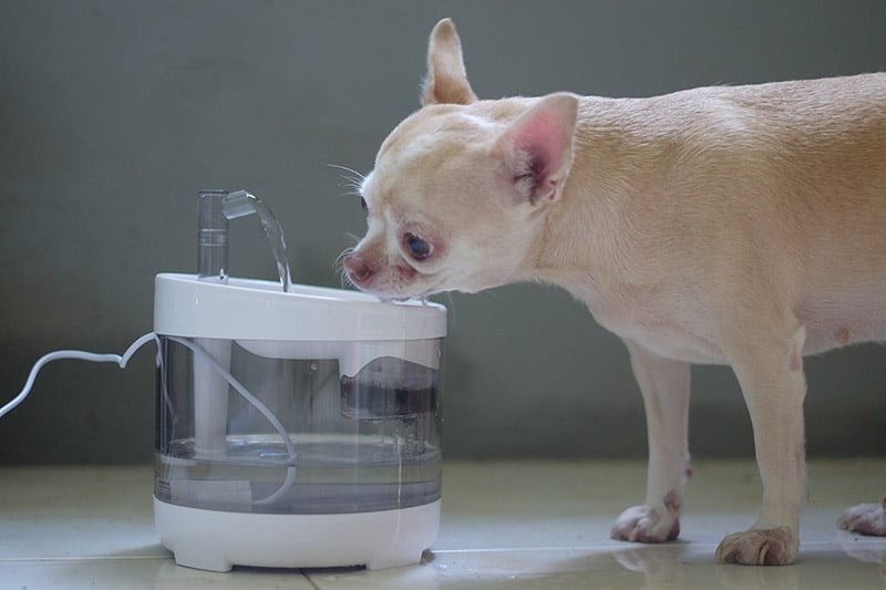 chihuahua dog drinking from a water fountain
