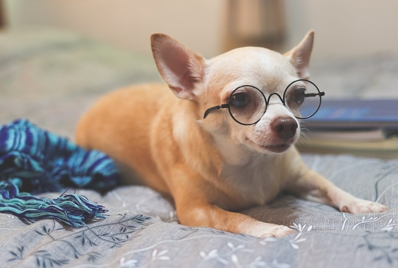 chihuahua-dog-wearing-eye-glasses