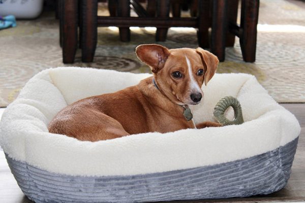 chiweenie dog in bed