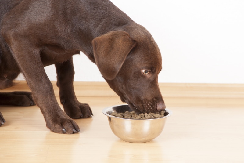 chocolate labrador dog eating food from bowl