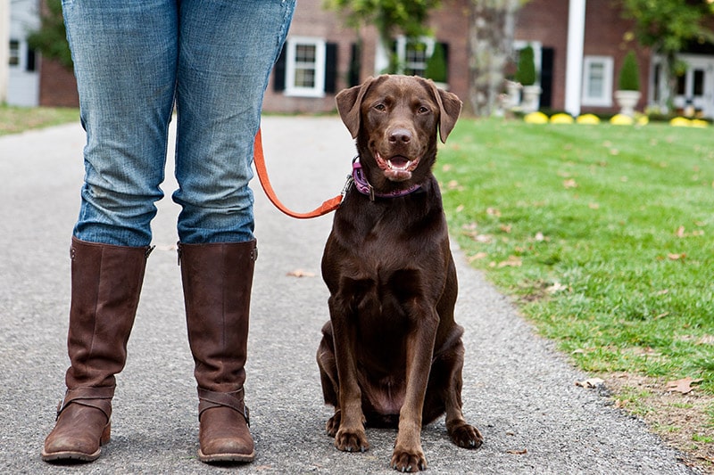 Chocolate Labrador on leash sitting beside owner