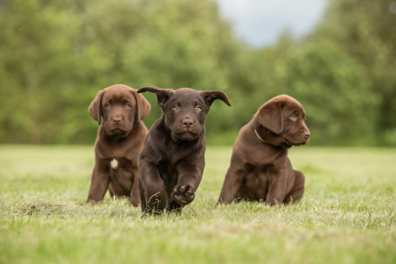 chocolate labrador puppies playing outdoor