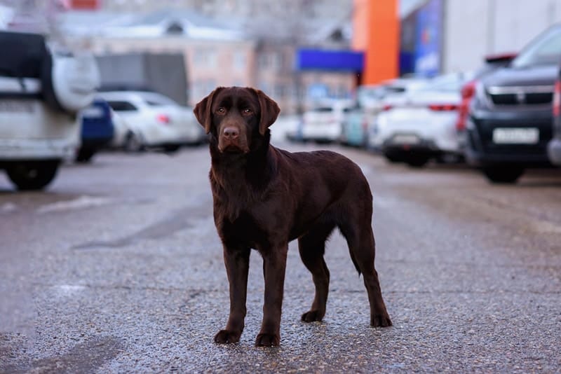 chocolate labrador retriever dog in the parking lot