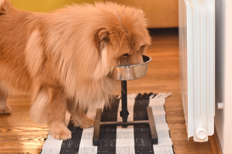 chow chow dog eating from an elevated dog bowl