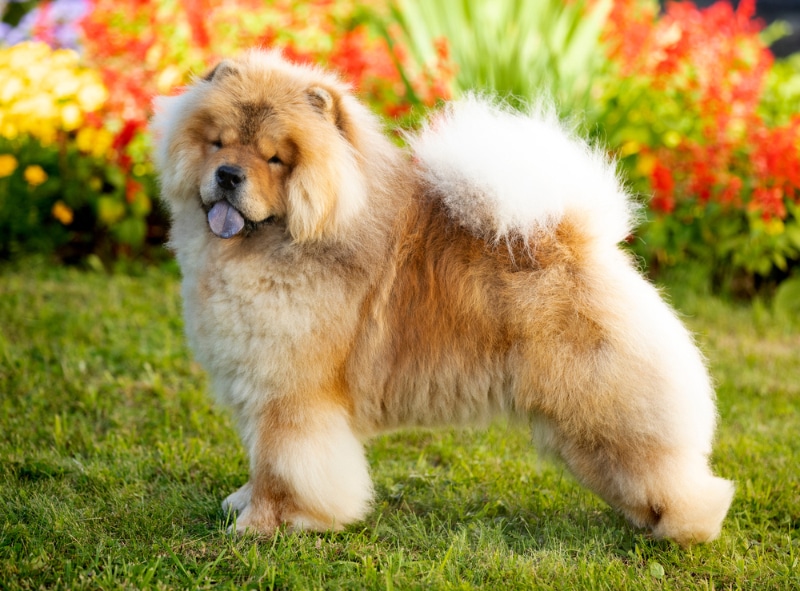 chow chow dog standing in the garden