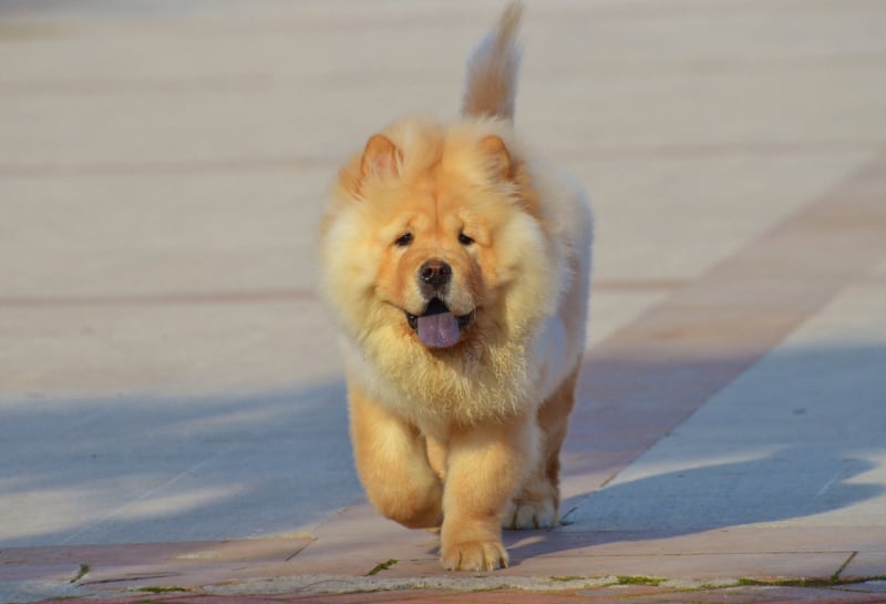 chow chow dog walking outdoor