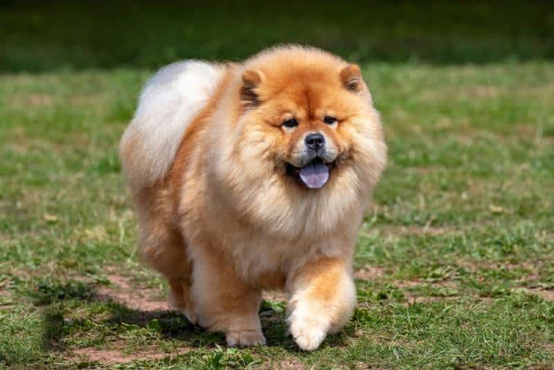 chow chow walking outdoors