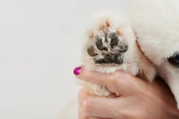 clean dog paw after cutting hair