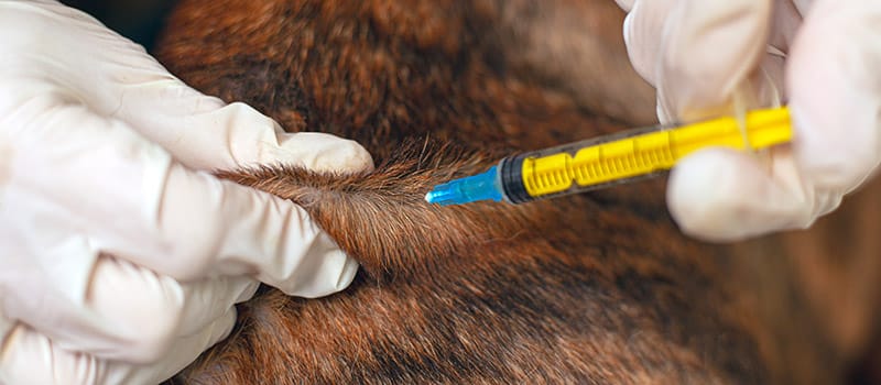 close up dog getting vaccinated