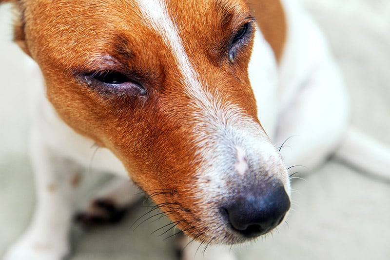 close up dog with eye infection