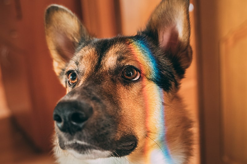 close up dog with rainbow lights on face