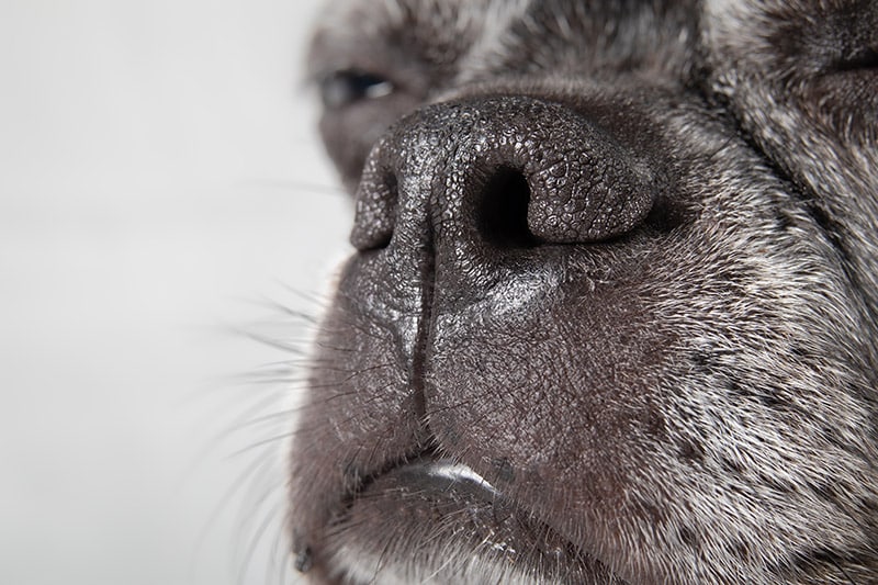 close up nose of a senior boston terrier pug mix dog