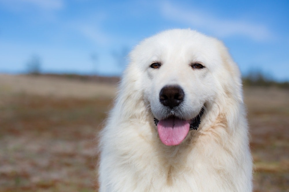 close up of a maremma sheepdog