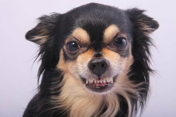 close up of an angry chihuahua