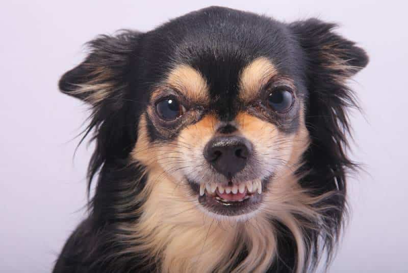 close up of an angry chihuahua