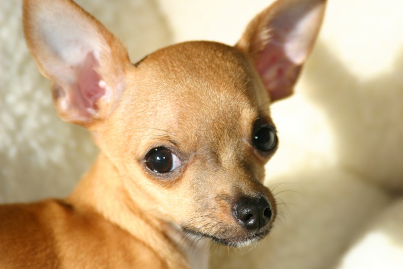 close up of chihuahua puppy