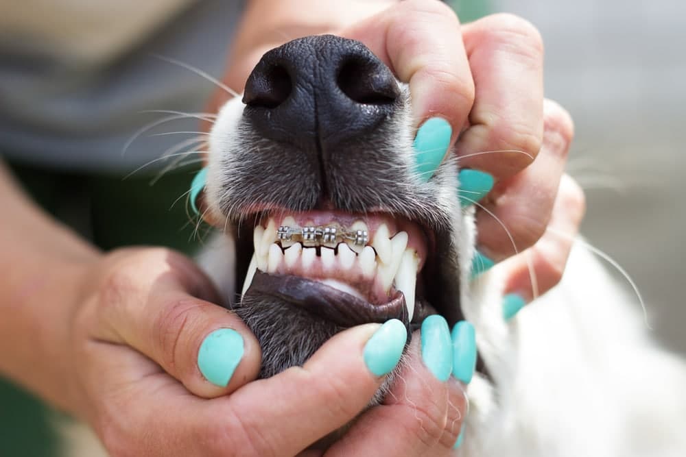 close up of dog wearing braces