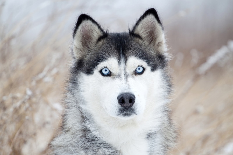 close up of siberian husky dog in winter
