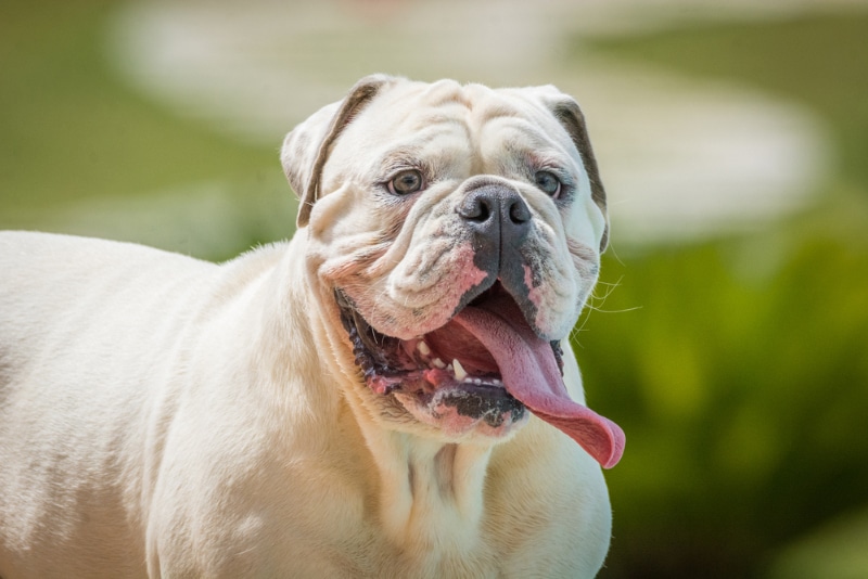 close up of white Olde English Bulldogge outdoor