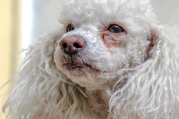 close up poodle with eye allergies