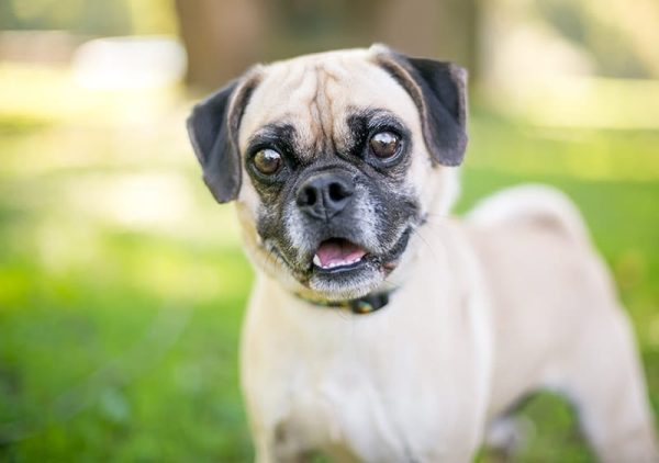 close up puggle dog at the park