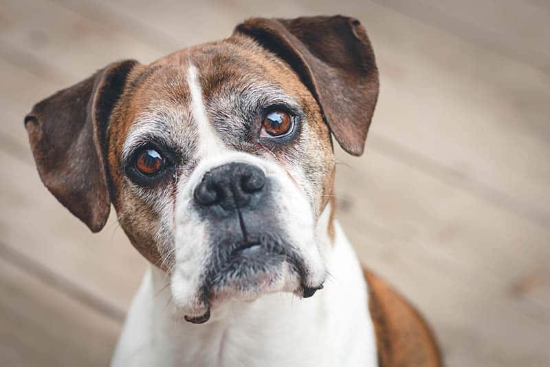 close up senior boxer dog