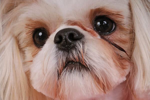 close up shih tzu dog with eye discharge