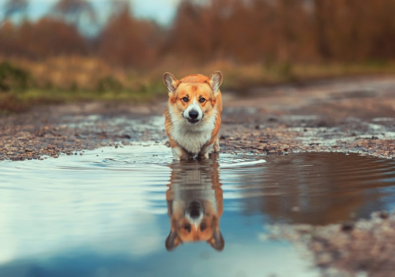 corgi dog standing on the puddle of water on the road