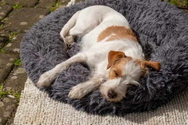 cute dog Kromfohrländer lies in the fluffy gray pet bed on the terrace