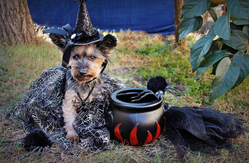 cute dog wearing a costume for halloween
