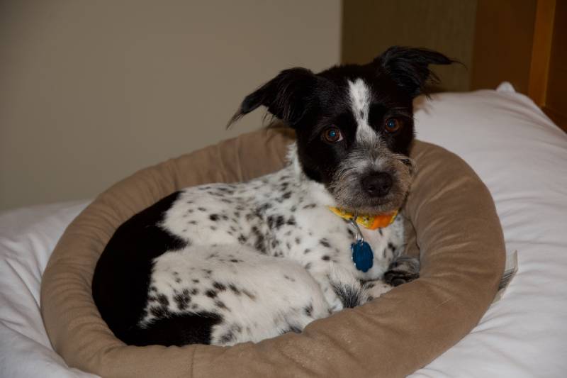 cute small black and white dog with spots sits curled up in her tan donut dog bed