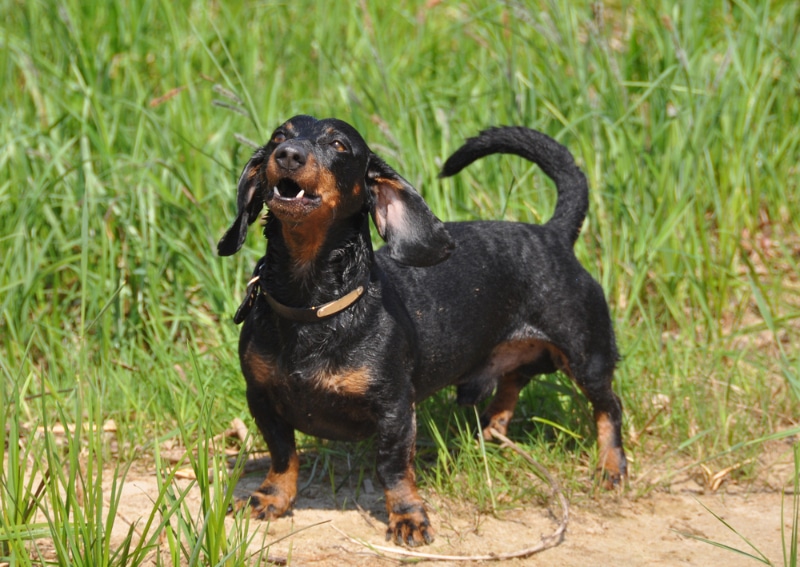 dachshund dog howling or barking outdoor