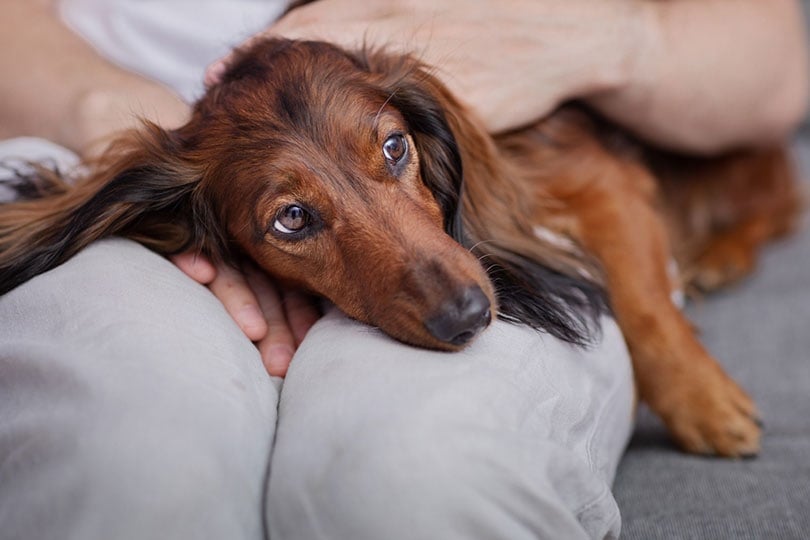 dachshund dog looks sick lying on its owner