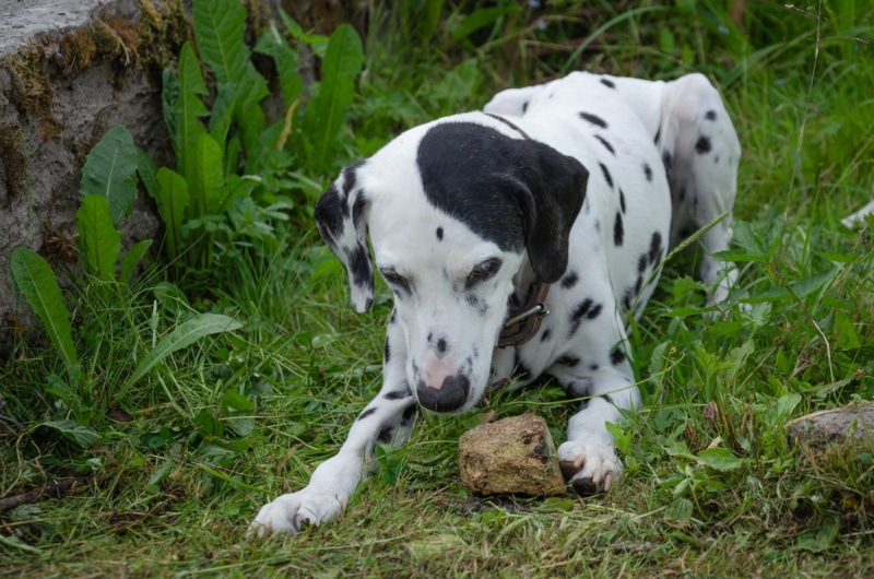 dalmatian dog playing with a rock