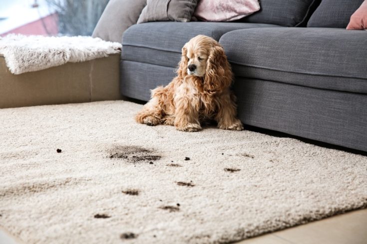 dirty dog on carpet