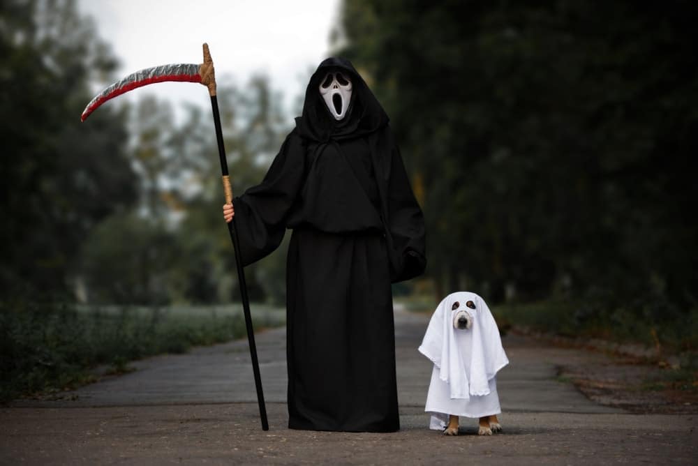 dog and owner posing for Halloween in costumes