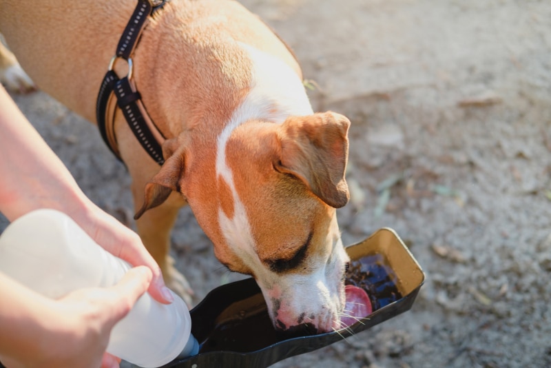dog drinking from a portable water bottle