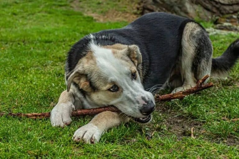 Why Do Dogs Eat Sticks? Decoding Canine Behavior (Vet Approved) Dogster