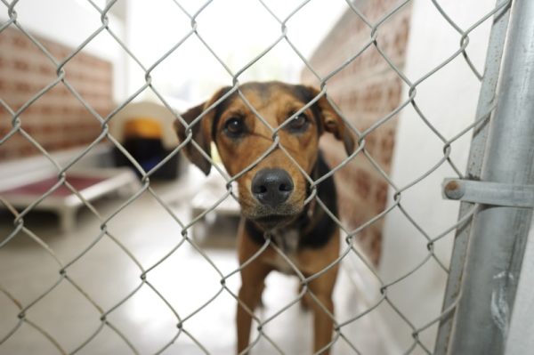 dog in animal shelter