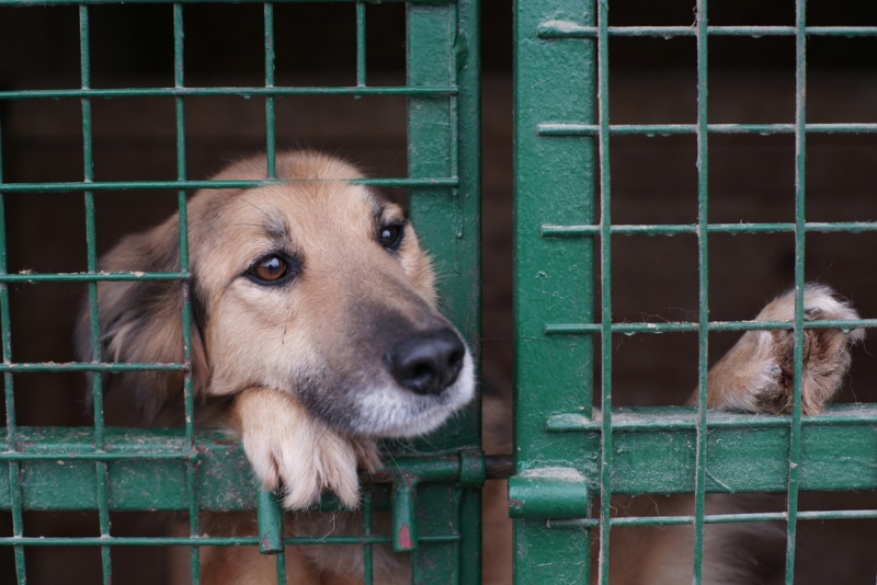 dog in animal shelter