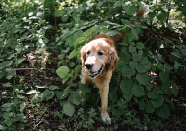 dog in the bush