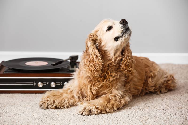 dog lying on carpet near record player with vinyl disc playing music