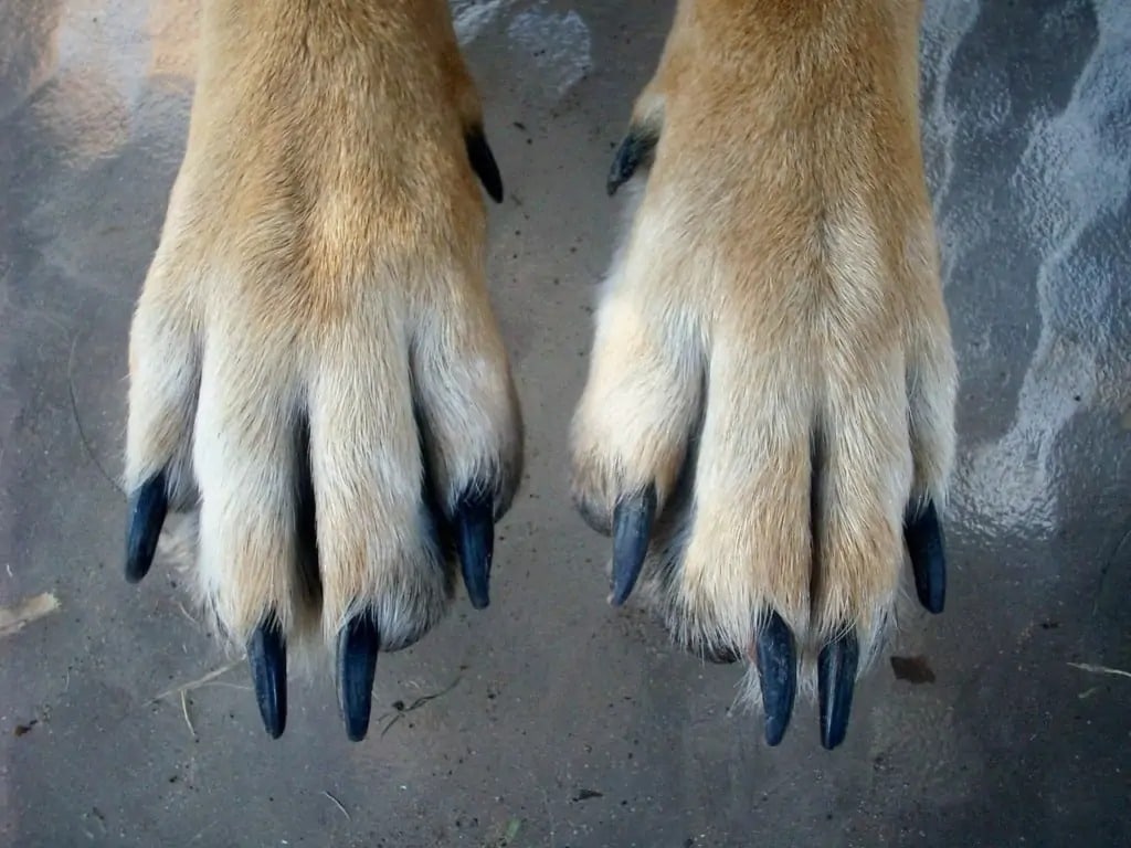 dog paws close up