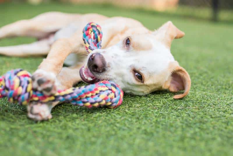 dog playing tug of war