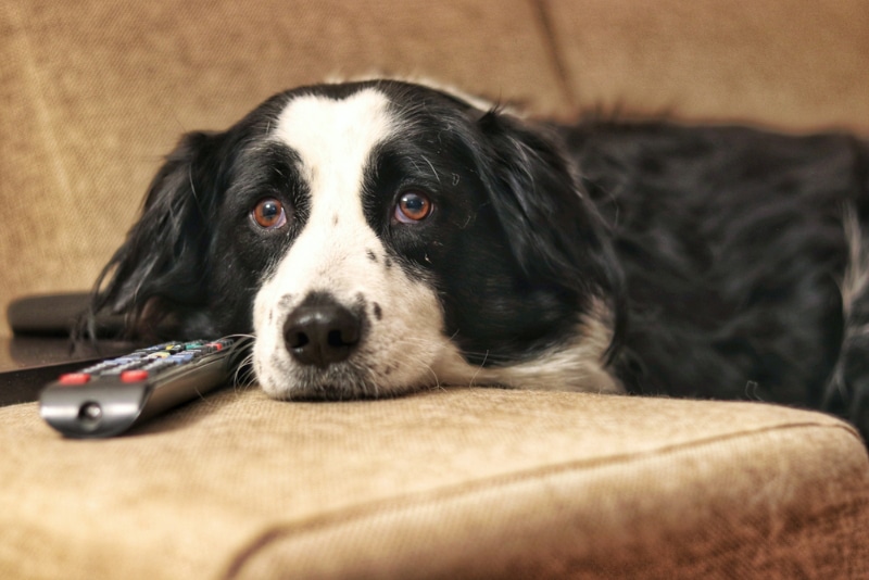 dog relaxing on a couch watching tv